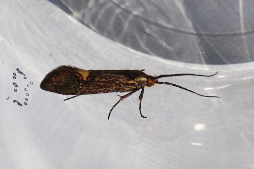 Esperia sulphurella